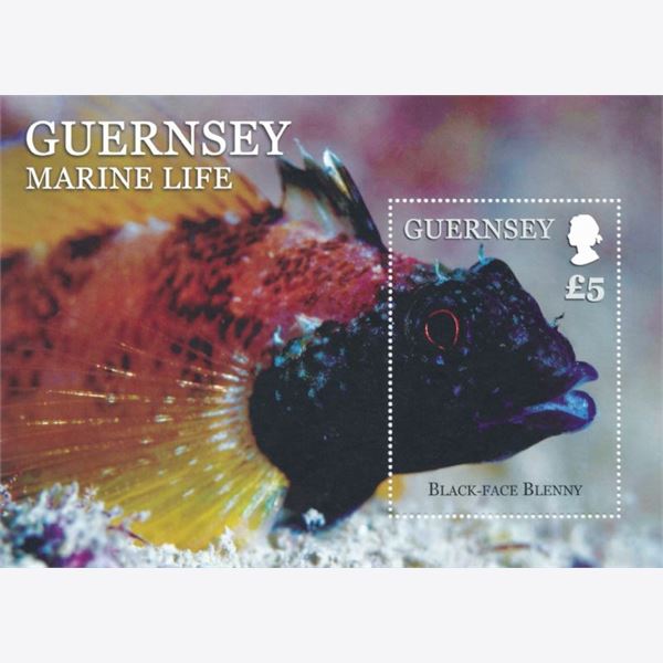 Guernsey 2013